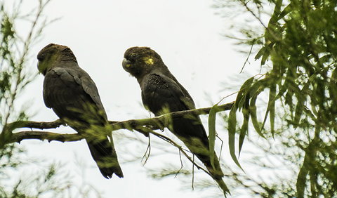 Conimbla National Park - New Castle Holiday 0