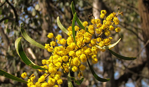 Conimbla National Park - New Castle Holiday 2