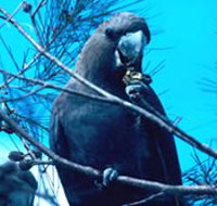 Mount Archer National Park - New Castle Holiday