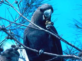 Mount Archer National Park - New Castle Holiday 0