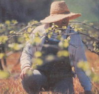 Canobolas Smith Winery - New Castle Holiday