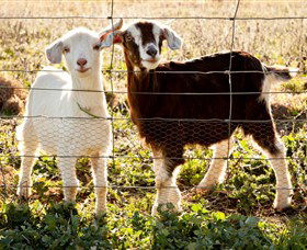 Dunkell Goats - New Castle Holiday 3