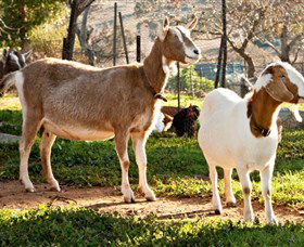 Dunkell Goats - New Castle Holiday 1