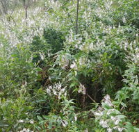 Snowgum walking track - New Castle Holiday