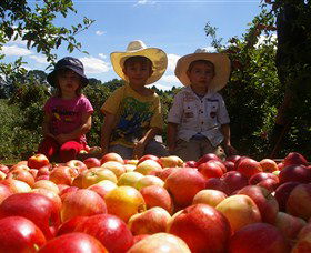 Bonny Glen Fruits - New Castle Holiday 0