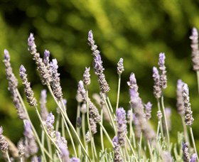 Rustique Lavender Farm - New Castle Holiday 0