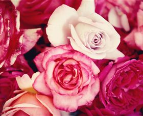 Samaria Farm - New Castle Holiday 1