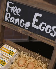 A Slice Of Orange - New Castle Holiday 1