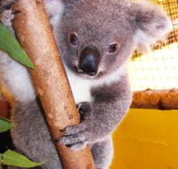 Cooberrie Park Wildlife Sanctuary - New Castle Holiday