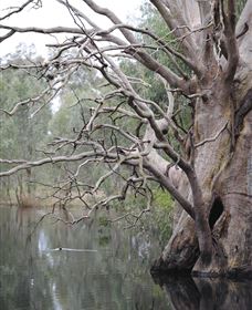 Wonga Wetlands - New Castle Holiday 3