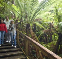 Otway Fly Treetop Adventures - New Castle Holiday