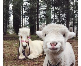 Yarralumla Play Station - New Castle Holiday 1