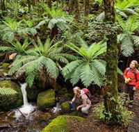 Baw Baw National Park - New Castle Holiday
