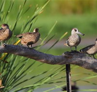 Jerrabomberra Wetlands - New Castle Holiday