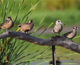 Jerrabomberra Wetlands - New Castle Holiday 0