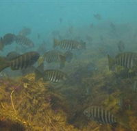 Bunurong Marine and Coastal Park - New Castle Holiday