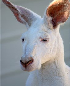 Discovery Bay Tourism Experience - New Castle Holiday 1