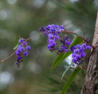 Mann River Nature Reserve - New Castle Holiday