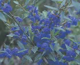 Kalamunda National Park - New Castle Holiday 2
