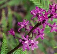 Cassinia walking track - New Castle Holiday