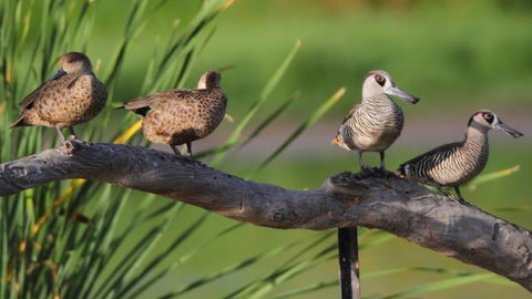 Jerrabomberra Wetlands - New Castle Holiday 2
