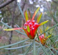 Glenbrook Native Plant Reserve and Nursery