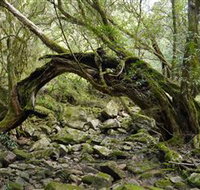 Mitchell River Walking Track - New Castle Holiday