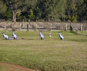 Wollombi Wines - New Castle Holiday 5