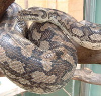 Armadale Reptile Centre - New Castle Holiday