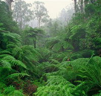 Tarra Bulga National Park - New Castle Holiday