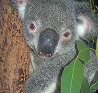 Hunter Valley Zoo - New Castle Holiday