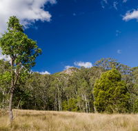 Brush Turkey track - New Castle Holiday