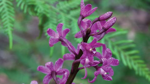 Oxley Wild Rivers National Park - New Castle Holiday 3