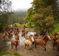 Glenworth Valley Horse Riding - New Castle Holiday
