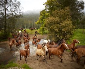 Glenworth Valley Horse Riding - New Castle Holiday 0