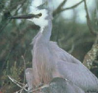 Jack Smith Lake State Game Reserve - New Castle Holiday
