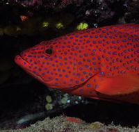 Maori Wrasse Bommie Dive Site - New Castle Holiday