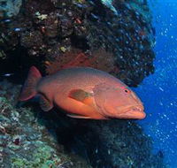 Anchor Bommie Dive Site - New Castle Holiday