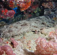 Lighthouse Bommies Dive Site - New Castle Holiday