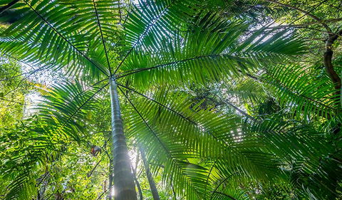 Palm Grove Nature Reserve - New Castle Holiday 3