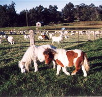 Trudgalong Farm - New Castle Holiday