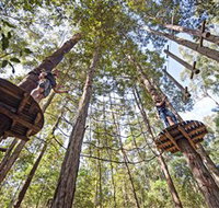 TreeTop Adventure Park Central Coast - New Castle Holiday