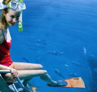 Roy Rufus Artificial Reef Dive Site - New Castle Holiday