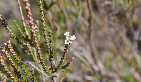 Cambewarra Range Nature Reserve - New Castle Holiday 2