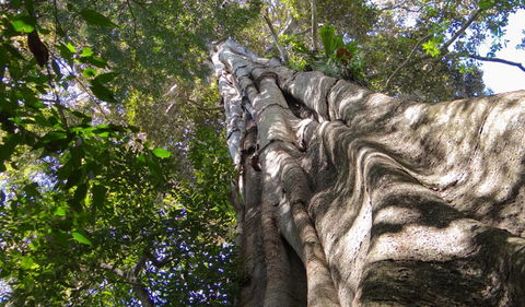 Moore Park Nature Reserve - New Castle Holiday 1
