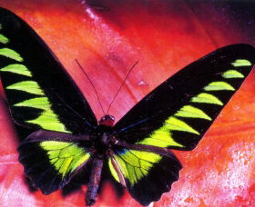 Macleay Museum - New Castle Holiday 0