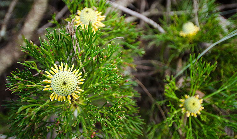 Mount Keira NSW New Castle Holiday