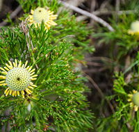 Illawarra lookout walking track - New Castle Holiday