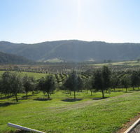 Hastings Valley Olives - New Castle Holiday