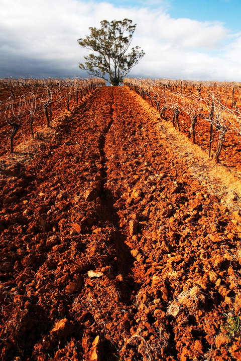 Tyrrells Vineyards - New Castle Holiday 3